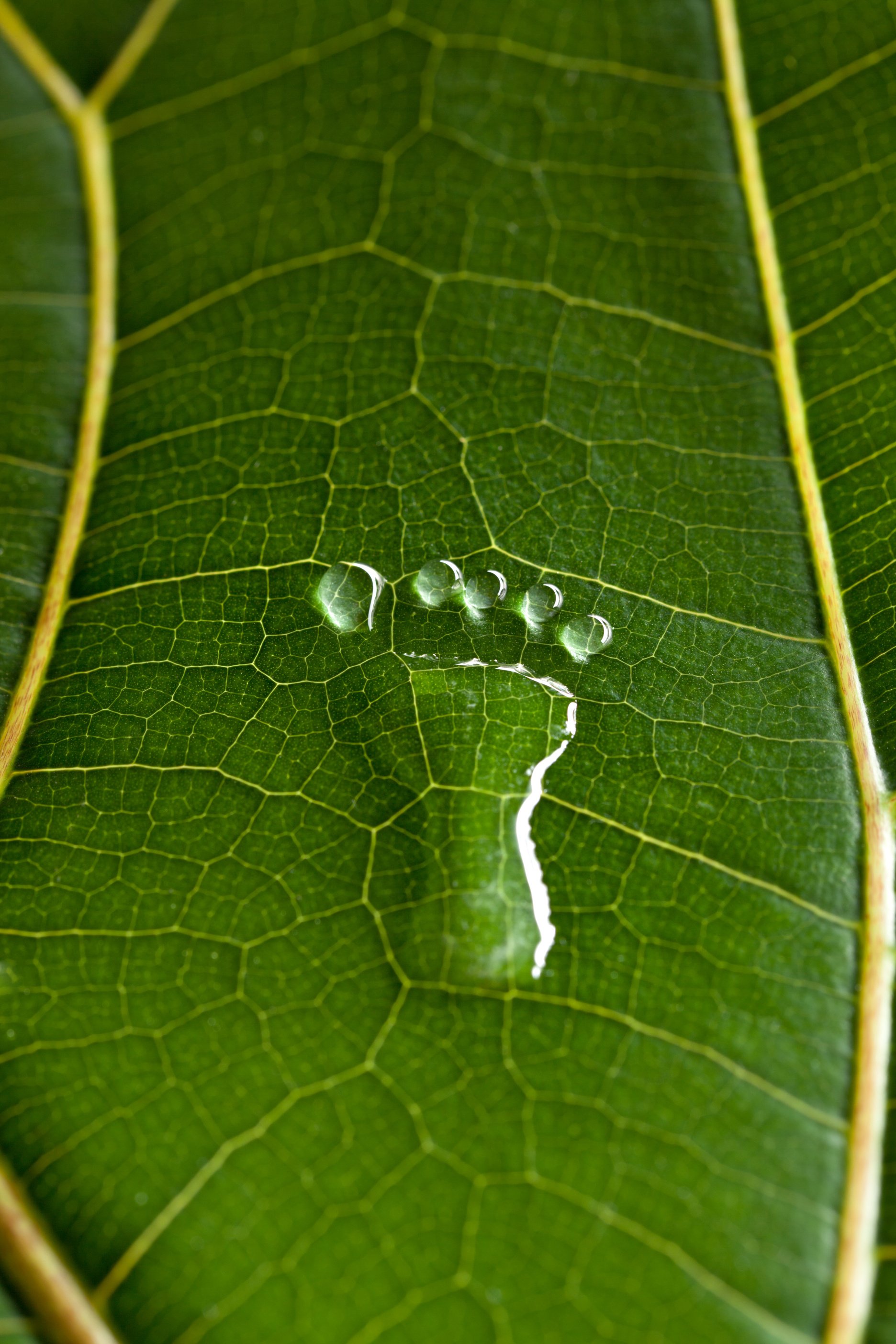 footprint between leaf veins